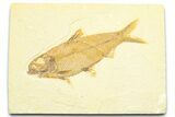 Detailed Fossil Fish (Knightia) - Wyoming #372349-1